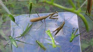 You must see Hunt praying mantis locust and grasshoppers in the grass of the countryside