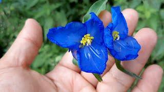 Commelina diffusa - flora argentina - Matalin - Hierba del Pollo - Flor de Hielo