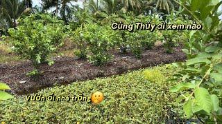 Cùng Thùy đi thăm vườn ổi cực tốt do nhà trồngBaby Thinh & Mom