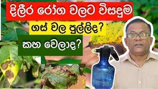 වැස්ස කාලෙට ගහන්නම ඕන බෙහෙතක්  For Plants Fungus diseases  Ceylon Agri Kabanika Pohora Episode 03