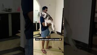 Saara din masti karwa lo️ #shorts #doglover #cute #funnydog