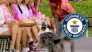 Most Socks removed by a Dog in 1 Minute  Guinness World Records