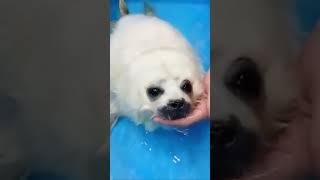 baby seal tries water for the first time