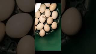 Time lapse of Chicken hatching very fast