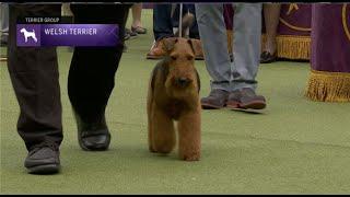 Welsh Terriers  Breed Judging 2023
