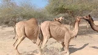 Camel #animal #desert #camellife
