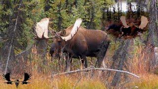 Macmillan Monster Yukon moose Hunt 2