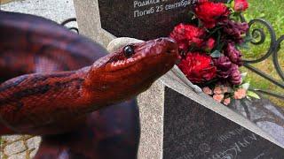 Змея на могиле популярного блогера Арслана Валеева  Всеволожское кладбище 09.2023 перезалив