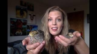 Coturnix v bobwhite quail - which should you get?