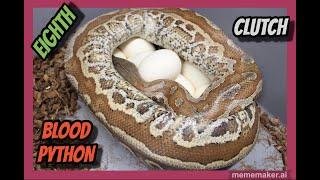 Druid x Pollen Blood Python Clutch