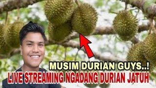 CARI DURIAN‼️MUMPUNG LAGI MUSIM BERSAMA TIM IRWANDI TIMFA part1 live streaming