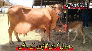 Sahiwal Cow In Pakistan  Sahiwal Cow Price  Sahiwal Nsal Ki Gay  Cow Mandi 2023