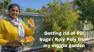 Roly poly pill bug- protect your garden without killing the bugs