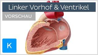 Herz Linker Vorhof und Ventrikel Vorschau - Anatomie des Menschen  Kenhub