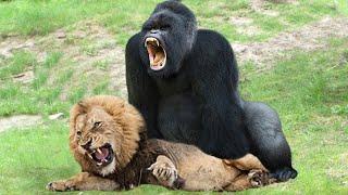 Lion Mistakes When Challenged Gorilla  Leopard Rescue Baby Monkey From Lion – Tiger vs Bear