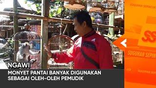 NGAWI - Monyet Pantai Banyak Digunakan Sebagai Oleh-Oleh Pemudik