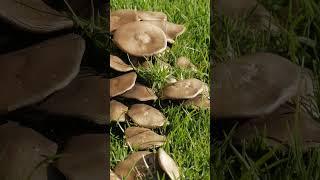 How to Deal with Annoying Lawn Mushrooms