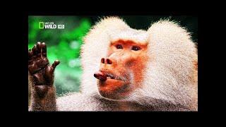 Monkey Hunters Baboons VS Lions Documentary  Wild Things