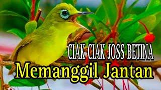 CIAK CIAK JOSS BETINA MEMANGGIL JANTAN PANCINGAN KECIAL KUNING AMPUH