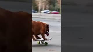 Bob - The pro skater