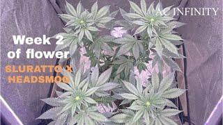 Uncut week 2 of Flower  grow Vlog SLURATTO x HEADSMOG   Happy Father’s Day 