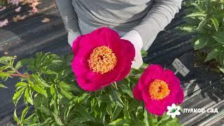 Sinbad peony. Синбад пион. Пулков сад