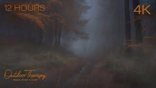 A Rain Soaked Path to Calm Your Noisy Mind - Immersive Autumn Rain Sounds Ambience 4K 12 HOURS