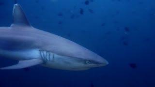 Diving Ari Atoll Maldives