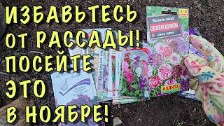 Посейте ЭТИ ЦВЕТЫ ПОД ЗИМУ и весной СКАЖЕТЕ СПАСИБО