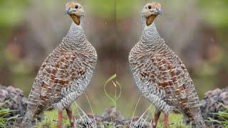 teetar ki Awaz Partridge sounds Francolin voice best voice #teetar #birds #sounds #voice #hunting