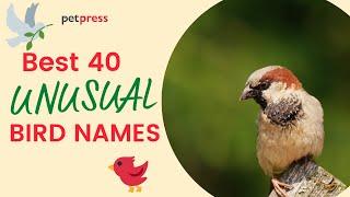 Top 40 Unusual Bird Names For Your Funny Bird   PetPress