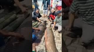 Ternyata Ada 20 Ekor Arapaima Gigas Raksasa Yang Hanyut Karena Banjir Di Garut #shorts