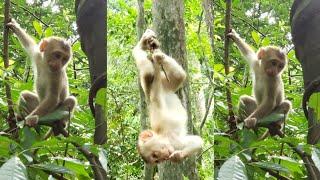 mOnkEy GoEs WiLd In ThIs InSaNe ViDeO VIRAL