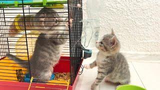 Foster kittens kick out the hamster and take over his house