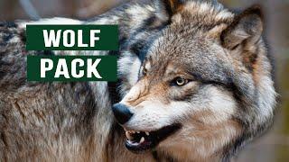 The Predatory Wolf Pack Of Yellowstone National Park  White Wolf Documentary