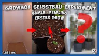 VOM SAMEN ZUM KEIMLING & SCROG Selbstbauen  GROWBOX Selbstbau Experiment  TEIL 5  DIY