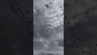 Call of the Wild Flight of the Wild Geese.Enjoy listening #soundscape #naturesounds #fieldrecording