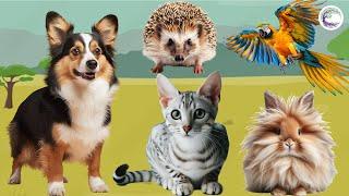 Lovely Animal Sounds Dog Hedgehog Parrot Cat Hedgehog  Animal Moments