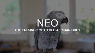 Neo the African Grey talking up a storm - Best parrot talking video ever plus he whistles Mozart