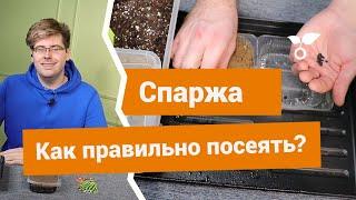 Спаржа — как правильно посеять на рассаду?