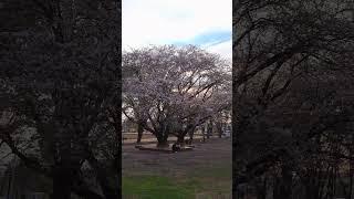 Sayonara to Cherry blossom #japan #japanvlog #tokyovlog #sakura #hanami