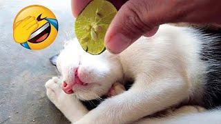 Funniest Animals  New Funny Cats and Dogs Videos  Part 42