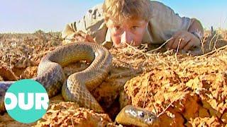 The Ten Deadliest Snakes In the World With Steve Irwin  Our World
