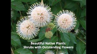 Beautiful Native Shrubs with Outstanding Flowers