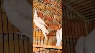 Breeding Season of WF Fallow V-Pied Cockatiel #shorts #birds