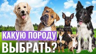 Как не ошибиться с выбором ПОРОДЫ ПИТОМЦА Какую породу собак лучше всего заводить? ПОРОДЫ СОБАК