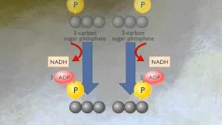 How Glycolysis Works HD Animation