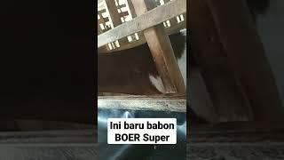 Indukan Kambing Boer Super Keren #peternaksukses #sahabatternaklampung #kambing