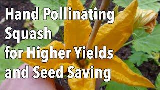 Hand Pollinating Squash for Higher Yields and Seed Saving