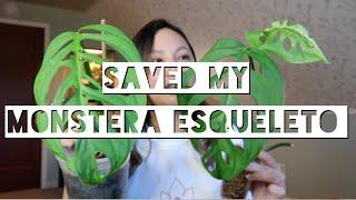 HOW I RESCUED MY MONSTERA ESQUELETO